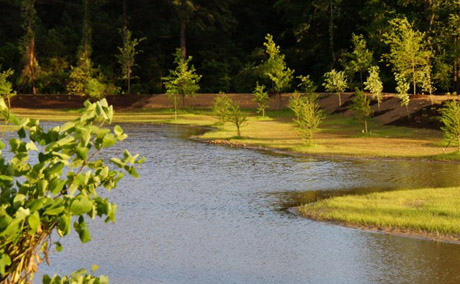 A view of the creek and plantlife in the Village Creek Preserve