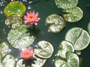 Water Lillies Water Lillies
