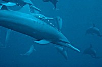 Dolphins(2) Dolphins(2)