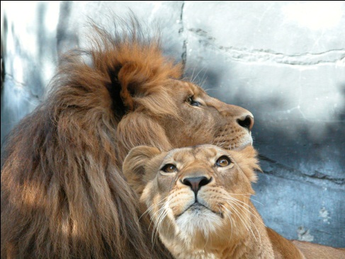 Lions