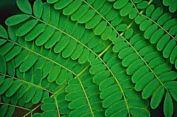 Fern(1) Fern(1)