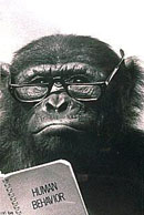 chimp