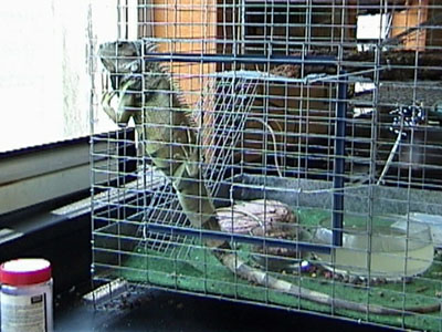 ecologylabiguana.jpg