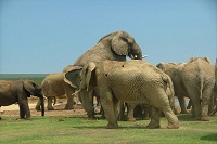 elephant breeding