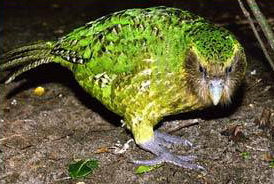 Kakapo good