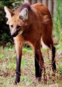 Maned Wolf