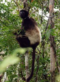 Milne-Edwards Sifaka