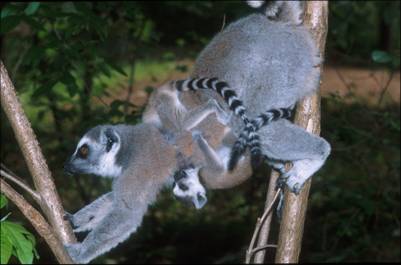 Lemur