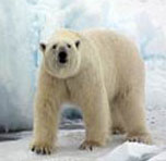 Polar bear closeup