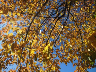 Fall foliage