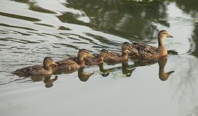 Ducks Enjoys the Creek