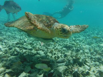 Hendrix in Belize - 20160520 - 10285788