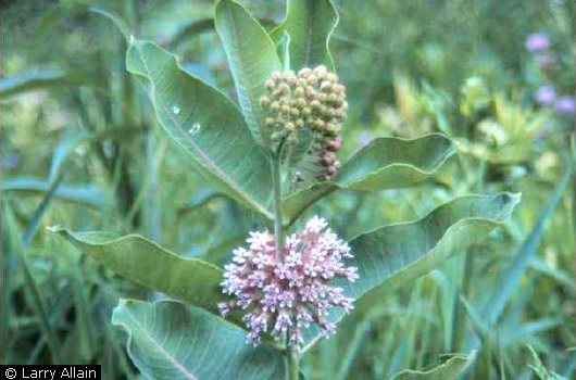 Common Milkweed