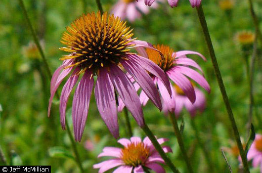 Purple Coneflower