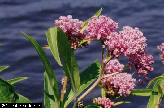 Swamp Milkweed