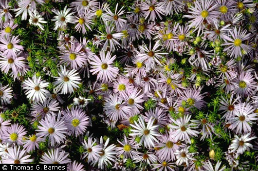 Aster oblongifolius