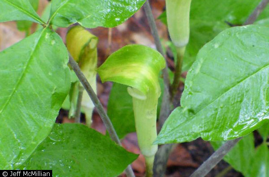 Jack in the Pulpit