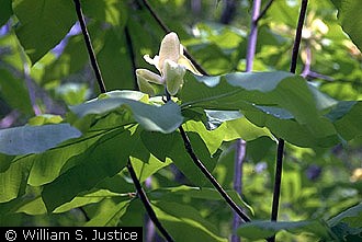 Umbrella Magnolia