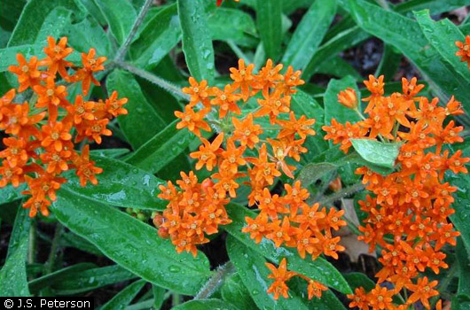 Orange Milkweed