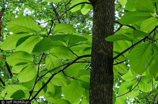 Cucumber Magnolia