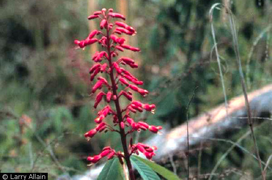 Red Buckeye