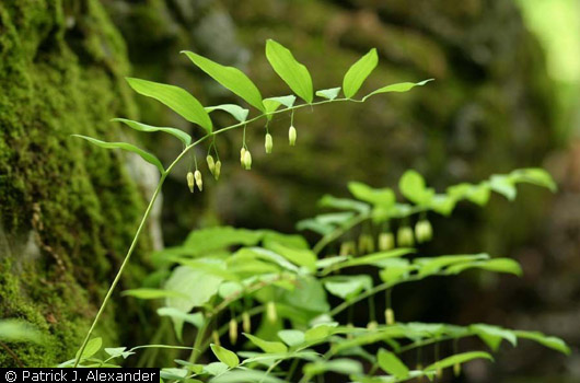 Solomon's Seal