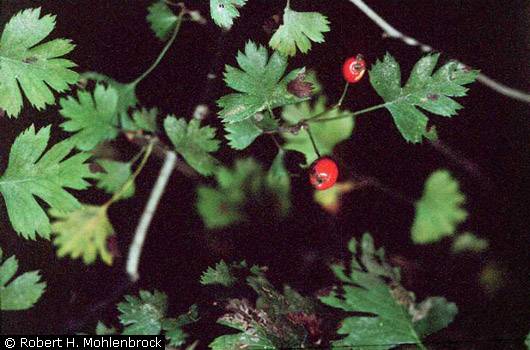 Parsley Hawthorn