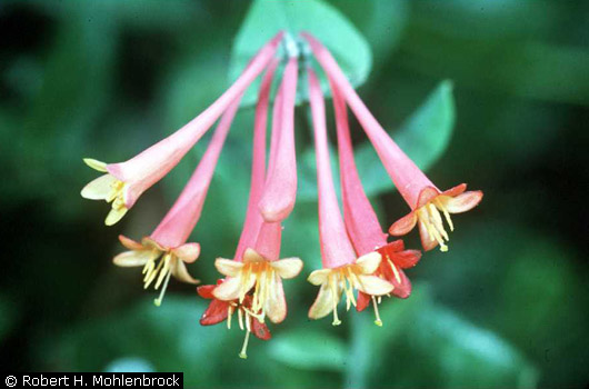 Honeysuckle