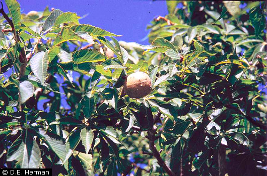 Ohio Buckeye 1