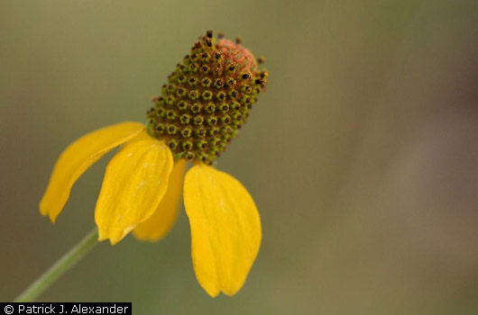 Mexican Hat Coneflower