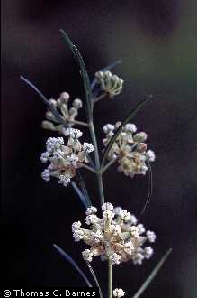 Whorled Milkweed