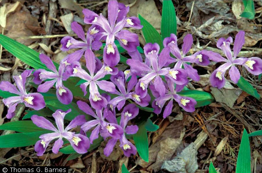 Dwarf Crested Iris