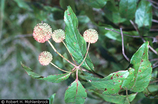 Buttonbush