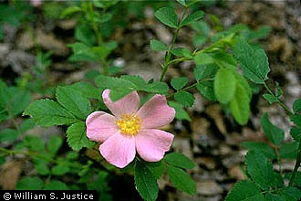 Pasture Rose