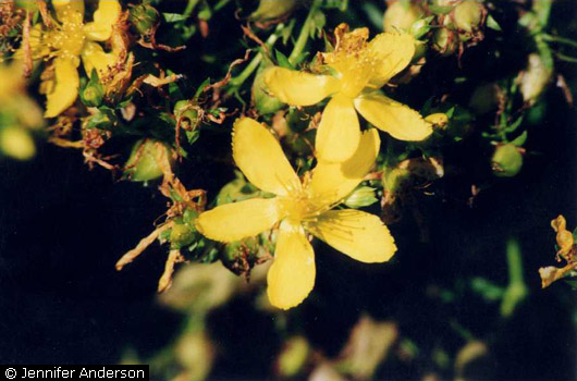 St. John's Wort