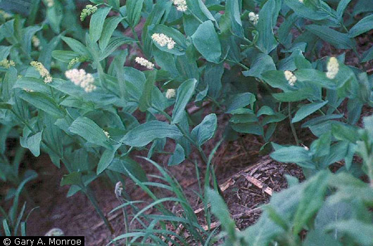 False Solomon's Seal