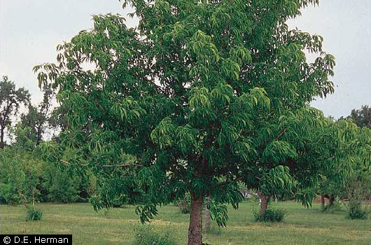 Ohio Buckeye 3