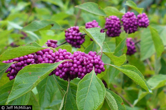 French Mulberry