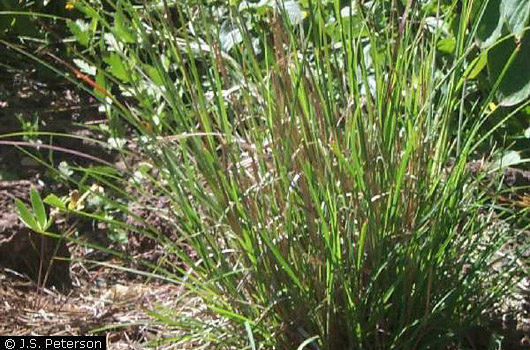 Little Bluestem Grass