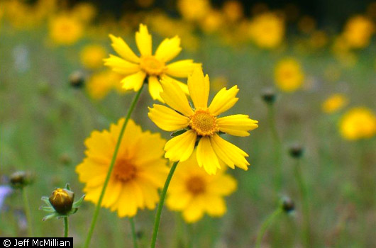 Lanceleaf Coreopsis