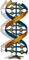DNA DNA
