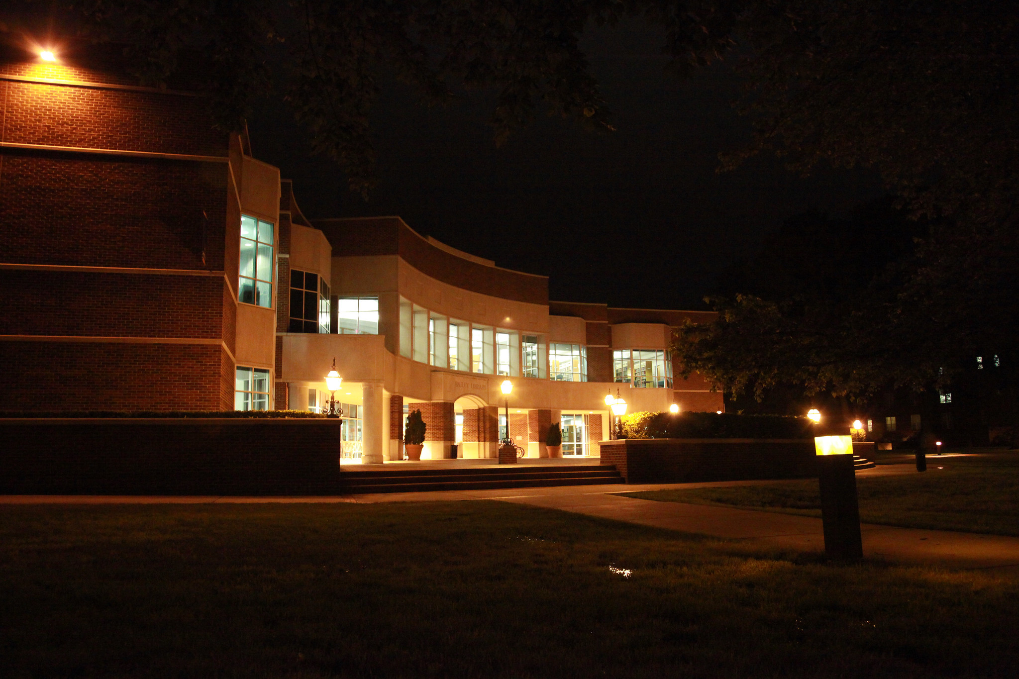 Bailey at Night