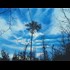 Pine