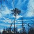Pine