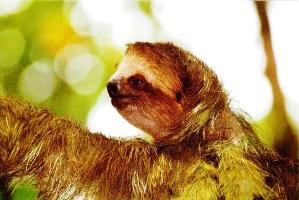 three toed sloth