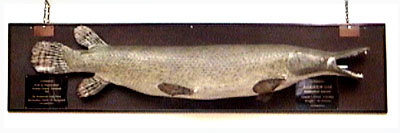 alligatorgar.jpg