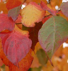 2006 Fall Photo 2