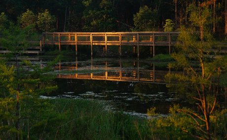 Creek Bridge