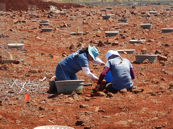 Galapagos-120-Planting_web.jpg